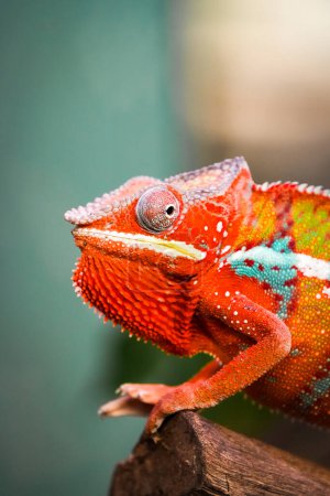 Side portrait of a panther chameleon with colorful skin coloring. Furcifer pardalis. Reptile close-up.