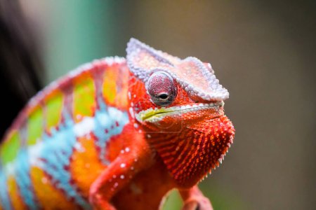 Retrato lateral de un camaleón pantera con colorido color de piel. Furcifer pardalis. Primer plano de reptiles.