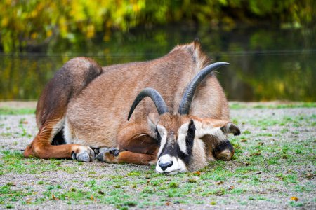 Lying roan antelope. Animal in close-up. Hippotragus equinus.
