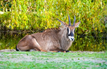 Lying roan antelope. Animal in close-up. Hippotragus equinus.