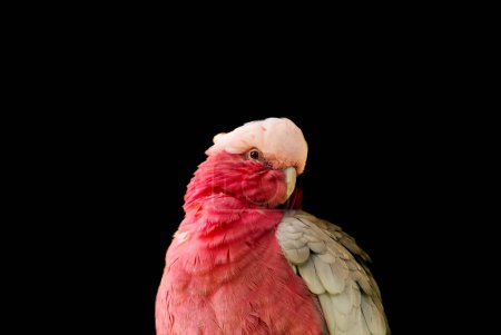 Portrait of a rose-breasted cockatoo. Bird in close-up. Eolophus roseicapilla. Galah.
