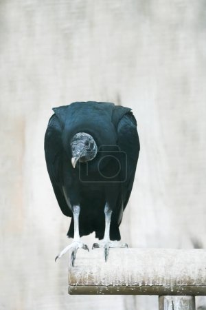 Portrait of a black vulture. Bird in close-up. Coragyps atratus.