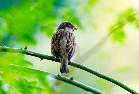 Portrait of a sparrow. Bird sitting on a branch against a green background in nature. Passeridae.
