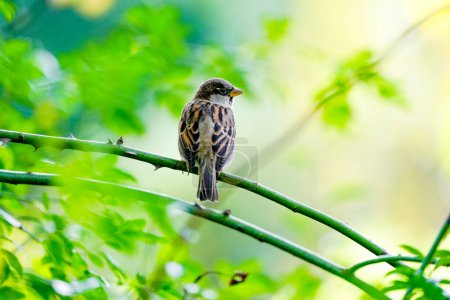 Retrato de un gorrión. Pájaro sentado en una rama sobre un fondo verde en la naturaleza. Passeridae.