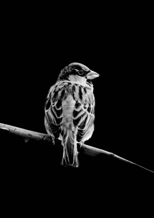Retrato de un gorrión. Bird se sienta en una rama sobre un fondo negro. Passeridae. Cartel de animales en blanco y negro.