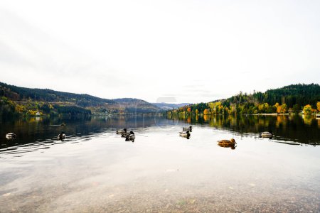 Blick auf den Titisee bei Titisee-Neustadt im Schwarzwald und die umliegende Natur. Landschaft am See im Herbst.