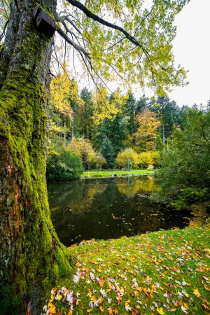 Landscape at the forest lake near Haslach in the Kinzigtal. Nature in autumn by the lake.