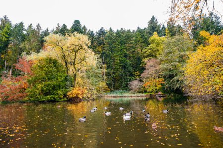 Paisaje en el lago del bosque cerca de Haslach en el Kinzigtal. Naturaleza en otoño junto al lago.