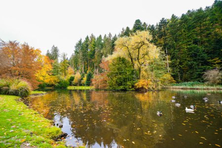 Téléchargez les photos : Paysage au lac forestier près de Haslach dans le Kinzigtal. Nature en automne au bord du lac. - en image libre de droit