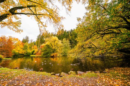 Téléchargez les photos : Paysage au lac forestier près de Haslach dans le Kinzigtal. Nature en automne au bord du lac. - en image libre de droit