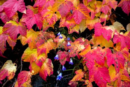 Wild wine in autumn. Colorful autumn leaves.