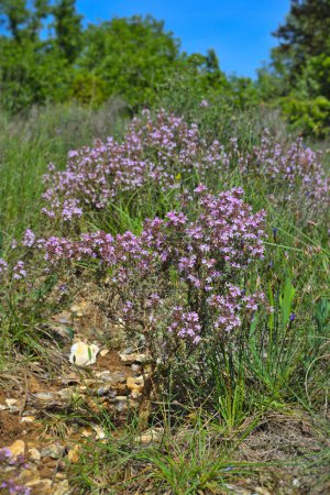 thyme in the southern french hills