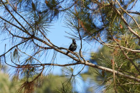 Foto de Estornino de pie en una rama de pino un día soleado - Imagen libre de derechos