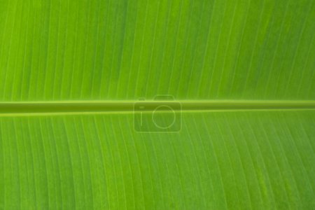 Foto de Primer plano de las hojas de plátano - Imagen libre de derechos