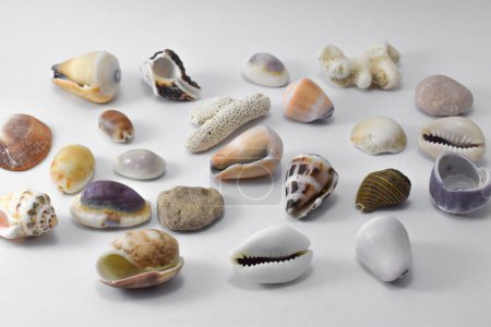 Foto de Seashells isolated on white background. Top view - Imagen libre de derechos