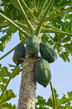 Foto de Close-up of green Papaya Fruit from Papaya Tree. - Imagen libre de derechos