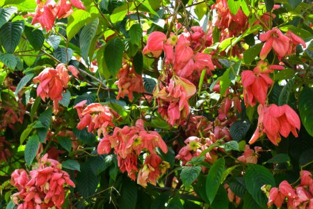 Téléchargez les photos : Mussaenda ou Nusa Indah fleurs roses qui fleurissent magnifiquement pour la décoration de jardin - en image libre de droit