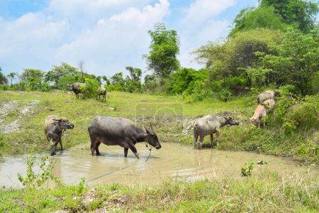 Photo for Brown water buffalo are bathing in the mud. Refreshment of Water buffalo - Royalty Free Image