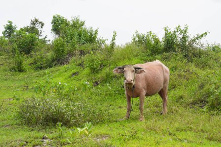 Photo for Buffalo walks to eat grass in a wide field. young buffalo - Royalty Free Image