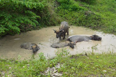Photo for Brown water buffalo are bathing in the mud. Refreshment of Water buffalo - Royalty Free Image