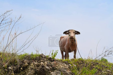 Photo for Buffalo walks to eat grass in a wide field. young buffalo - Royalty Free Image