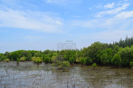 Foto de The green mangrove trees along the sea - Imagen libre de derechos