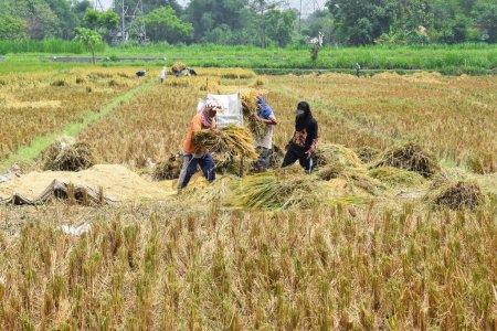 Téléchargez les photos : Pasuruan - November 17, 2022 : A group of farmers is working on threshing rice using a machine in the morning. Indonesian Farmer - en image libre de droit