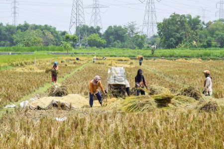 Téléchargez les photos : Pasuruan - November 17, 2022 : A group of farmers is working on threshing rice using a machine in the morning. Indonesian Farmer - en image libre de droit