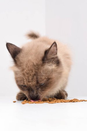 Foto de Un gato marrón está comiendo comida seca en una habitación blanca, comida seca para gatos en forma de pez está siendo lamida por un gato. Enfoque selectivo - Imagen libre de derechos