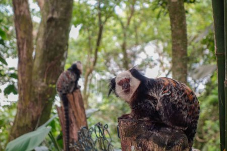 Téléchargez les photos : Curieux marmousets singes brésiliens. vue rapprochée. - en image libre de droit