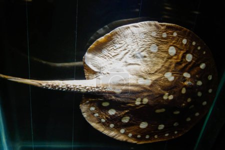 Téléchargez les photos : Balneario Picarras, SC, Brésil - 01.23.2024 : collection d'animaux marins au musée océanographique Univali. - en image libre de droit