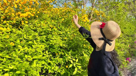 Téléchargez les photos : Woman with a hat is touching Kerria japonica yellow flower on a spring day in South Korea - en image libre de droit