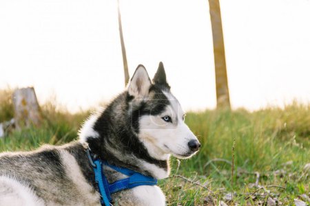 Téléchargez les photos : Photo horizontale un Husky sibérien repose dans un champ, ses yeux bleus alerte capturant la douce lueur du soleil couchant pendant l'heure dorée. Concept animal. - en image libre de droit