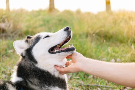 Horizontal photo a sun-kissed Siberian Husky relishes a loving chin scratch from its owner's hand, showcasing a moment of pure animal joy in a sunny field. Lifestyle concept.