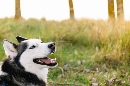 Horizontales Foto Ein schwarz-weißer Husky mit atemberaubenden blauen Augen blickt zufrieden nach oben und genießt den warmen Schein der Sonne in einem Feld aus hohem Gras. Tierkonzept.