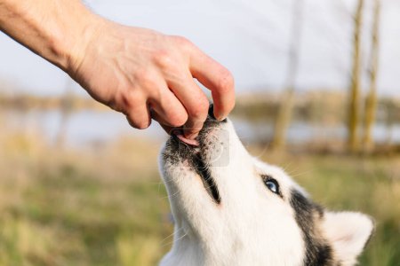 Foto horizontal un primer plano de un Husky Siberiano bien comportado recibiendo un dulce suave de la mano de su dueño, reforzando el comportamiento positivo con una recompensa. Concepto de estilo de vida.