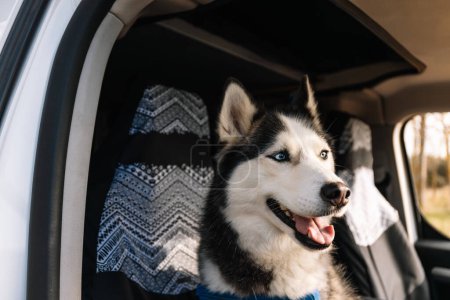 Horizontal photo black and white Siberian Husky with striking blue eyes enjoying a car ride, peering out from the passenger side. Lifestyle concept.