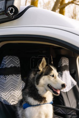 Foto vertical un Husky siberiano con un llamativo abrigo blanco y negro y vibrantes ojos azules se sienta alerta y feliz en una furgoneta campista. Concepto de estilo de vida.