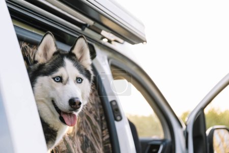 Horizontal photo a husky with striking blue eyes eagerly peeks out from the sliding door of a white camper van, ready for an adventure in the great outdoors. Lifestyle concept.