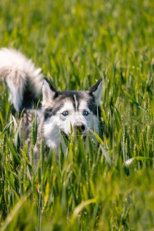 Foto de Foto vertical Un hermoso Husky siberiano con llamativos ojos azules asomándose a través de un campo de exuberante hierba verde, capturando un momento de curiosidad y alerta. Concepto de animales. - Imagen libre de derechos