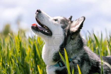 Horizontal photo an uplifting image of a Siberian Husky looking upwards with joy, mouth open and tongue out, amidst tall green grass under a bright sky. Animals concept.