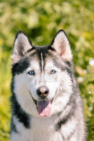 Foto de Foto vertical de primer plano de un alegre Husky siberiano con llamativos ojos azules y una lengua juguetona, sobre un fondo verde borroso. Concepto de animales. - Imagen libre de derechos
