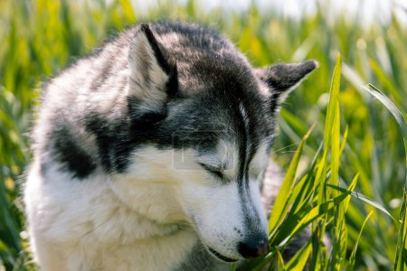 Horizontales Foto, ein heiterer Moment, der eingefangen wird, als ein Siberian Husky die Augen schließt und an einem sonnigen Tag die sanfte Berührung des grünen Grases genießt. Tierkonzept.