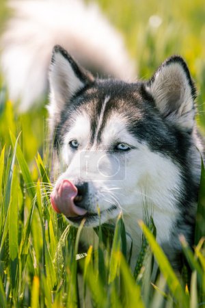 Vertical photo close-up portrait of a Siberian Husky with striking blue eyes and a hint of a tongue, nestled in lush green grass under sunlight. Animals concept.