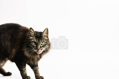 Horizontal photo a charming tabby cat licks its lips, flaunting vibrant green eyes and a hint of mischief, set against a minimalist white background. Animals concept.