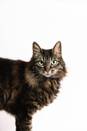 Vertical photo a captivating close-up of a fluffy tabby cat, showcasing its deep green eyes and rich fur texture against a clean white background. Animals concept.