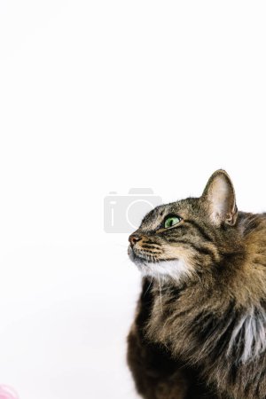 Fotografía vertical un gato tabby reflexivo mira hacia arriba, sus llamativos ojos verdes llenos de asombro y curiosidad, bellamente enmarcados sobre un fondo blanco claro. Concepto de animales.