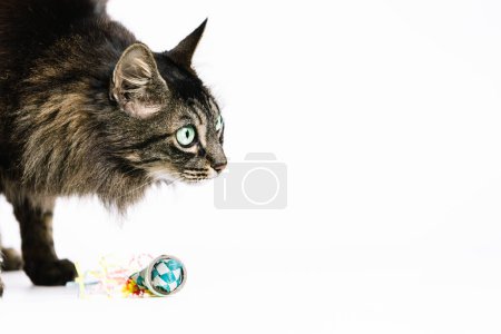 Horizontal photo a tabby cat with vibrant green eyes, attentively stalking a colorful toy, showcased in a playful moment against a bright white background. Animals concept.
