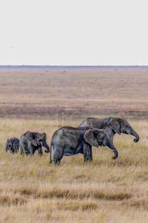 Téléchargez les photos : Éléphants sauvages dans le parc national du Serengeti. Photo de haute qualité - en image libre de droit