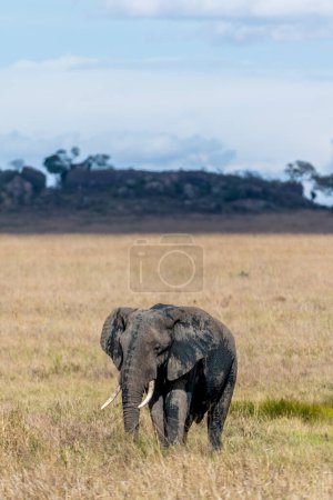Foto de Wild elephant in Serengeti national park. High quality photo - Imagen libre de derechos